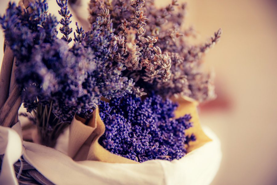 different types of lavender