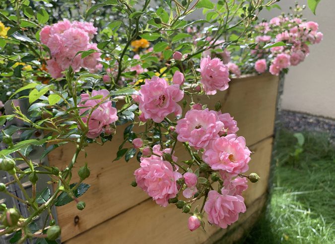 the fairy polyantha rose pink rose shutterstock com 16137