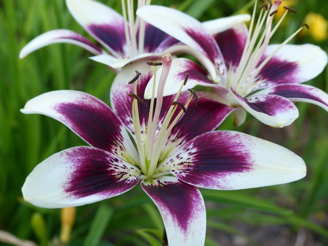 asiatic lily romantic flowers